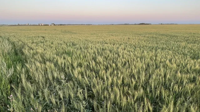 4 20250730_025219605_iOS (Large)